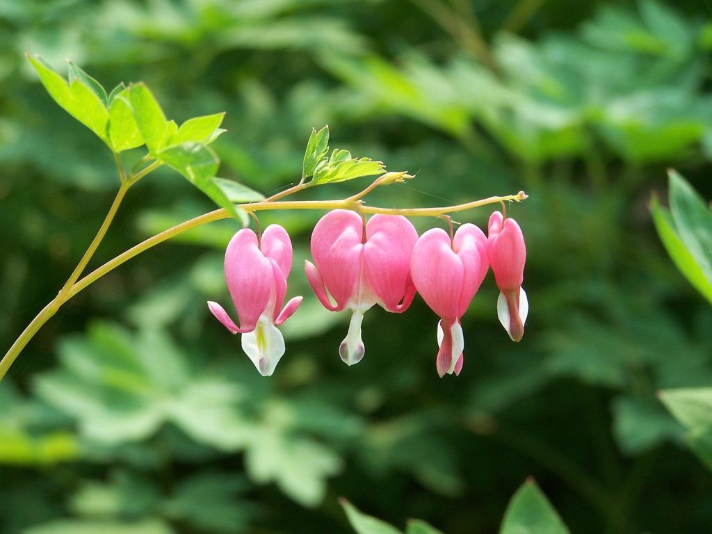 bleeding hearts 173179 1280